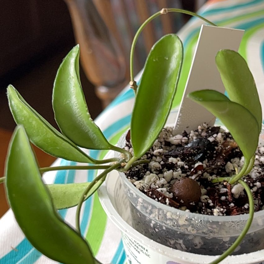 Photo of the plant species hoya wayeti by @RadKūmarahou named Fernie Saunders on Greg, the plant care app