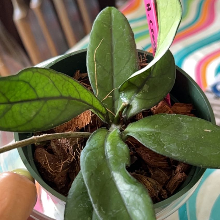 Hoya crassipetiolata plant in a small pot with healthy green leaves and visible soil.
