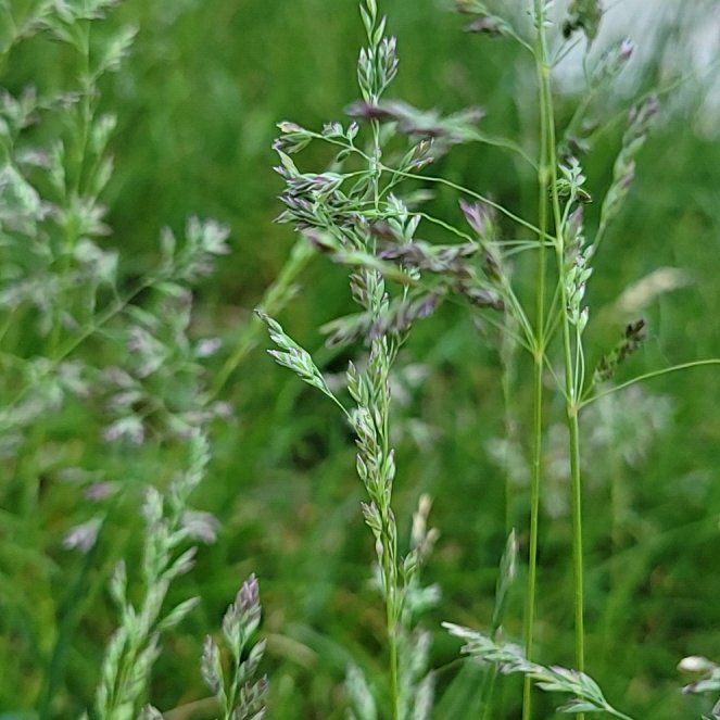 Smooth Meadowgrass uploaded to the Greg plant app by @GuardianSquash