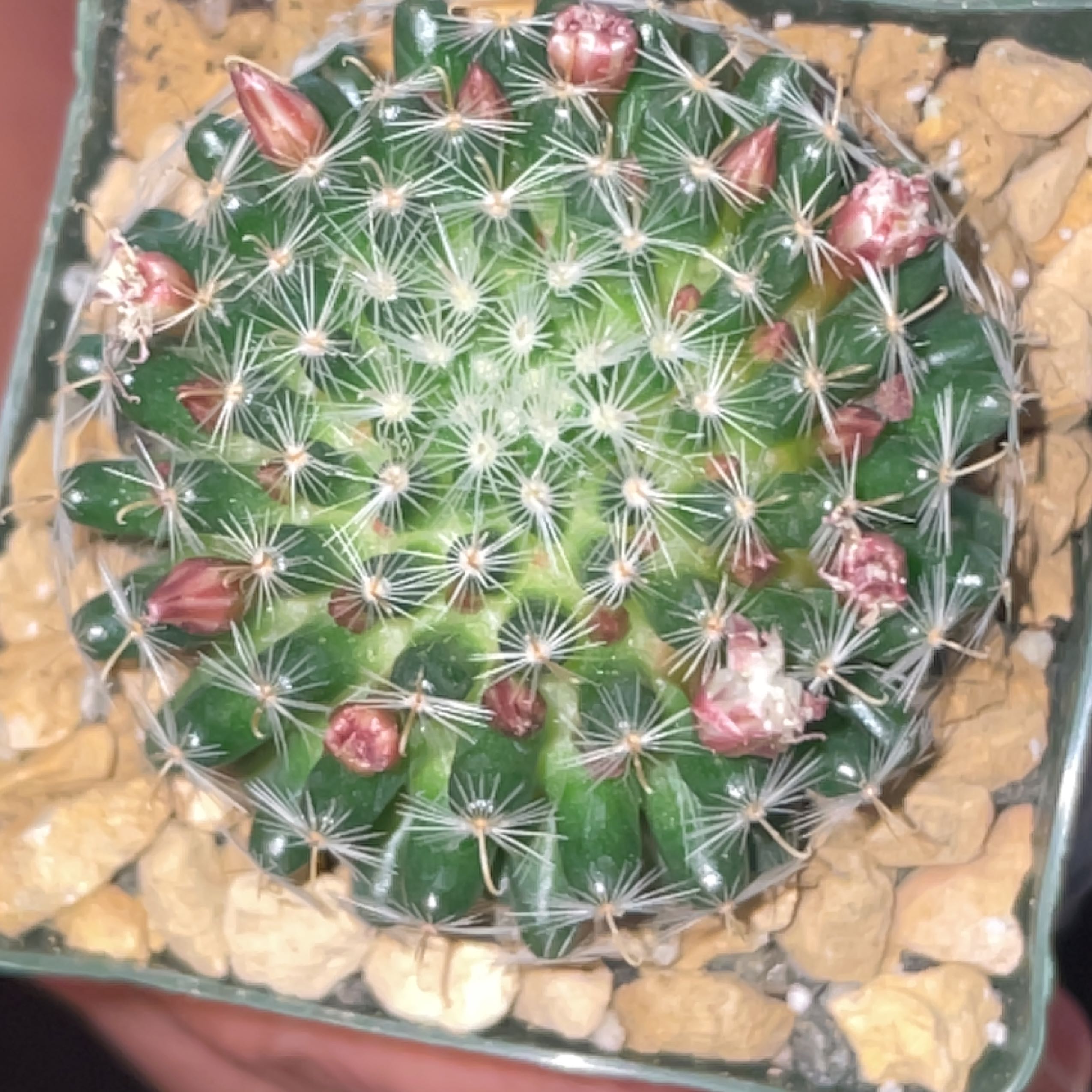 Photo of the plant species cactus by @HolyCapsicum named Chiquita on Greg, the plant care app