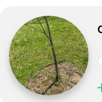 Photo of the plant species Prunus domestica by @DollRedlog named Pax on Greg, the plant care app