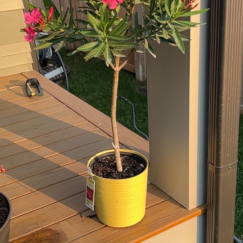 The Complete Calypso Oleander Plant Care Guide Water, Light & Beyond