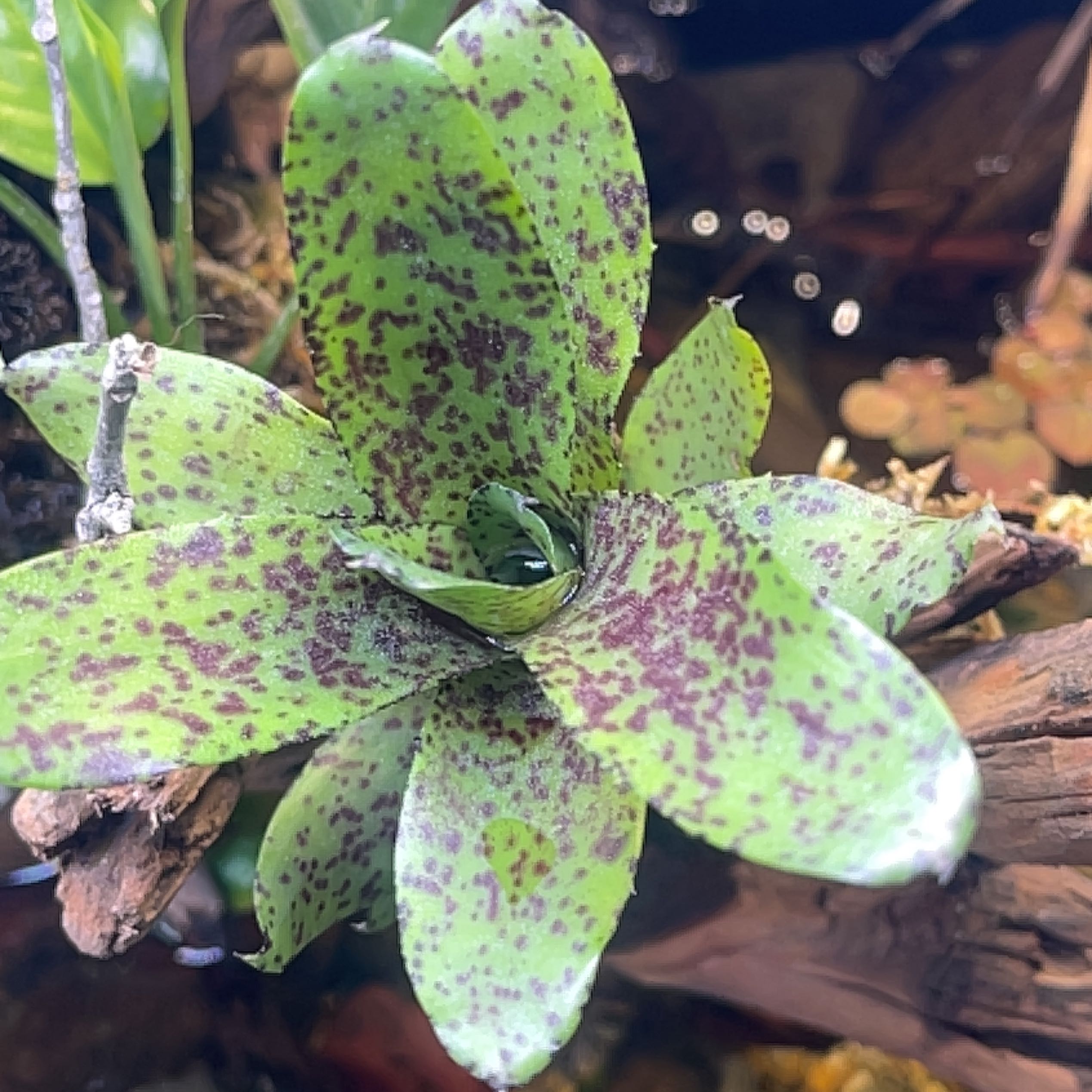 Photo of the plant species Vase Plant by @MerryVaccaria named Michelle Branch on Greg, the plant care app