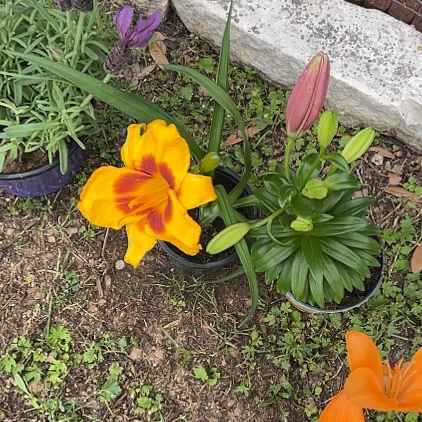 Yellow Daylily in bloom with vibrant yellow petals and a red center, surrounded by other plants.