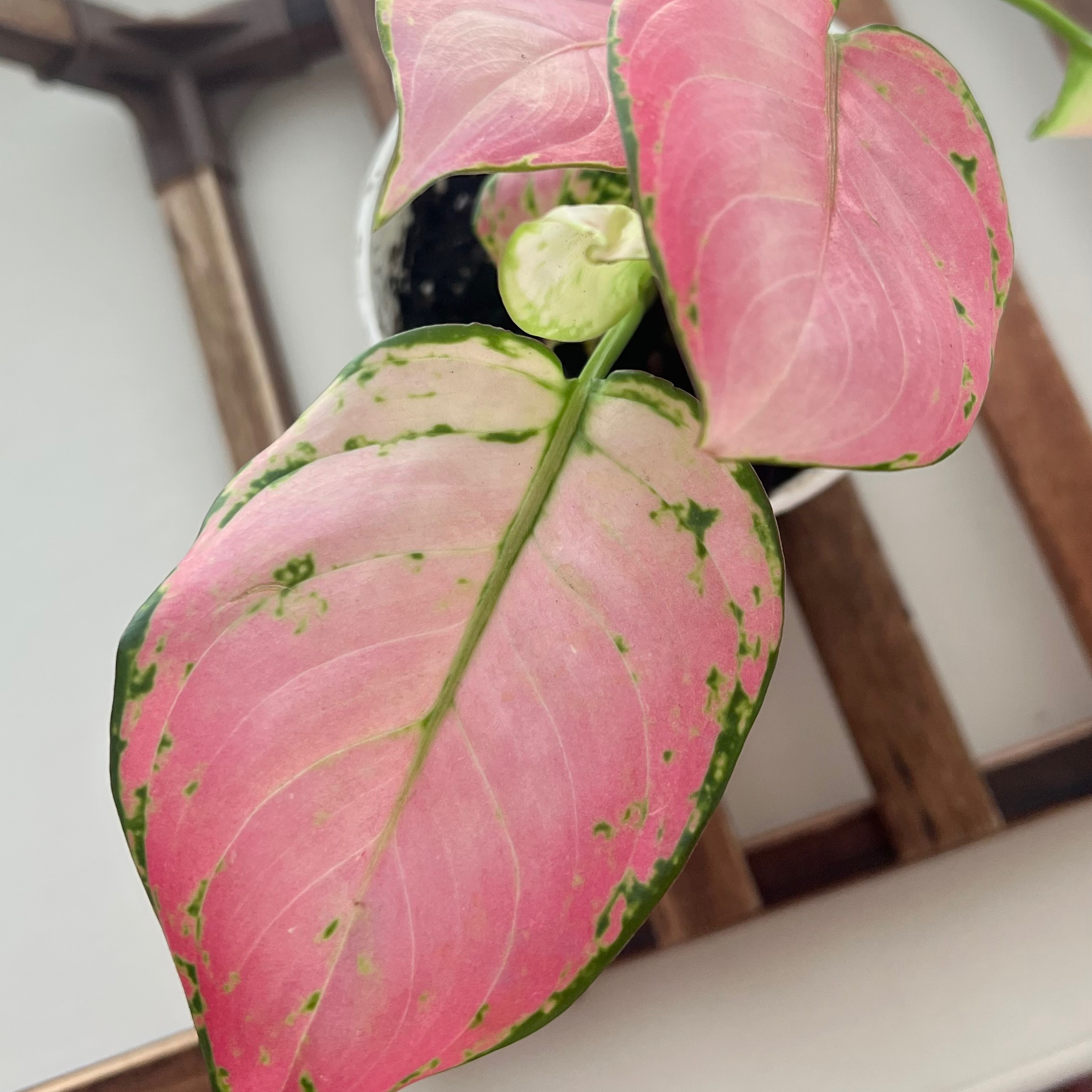 Chinese Evergreen Valentine plant with pink and green leaves, well-framed and healthy.