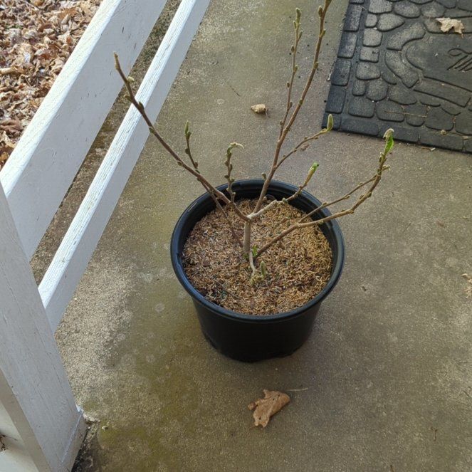 Photo of the plant species Star magnolia by @AceChiotilla named Athena on Greg, the plant care app