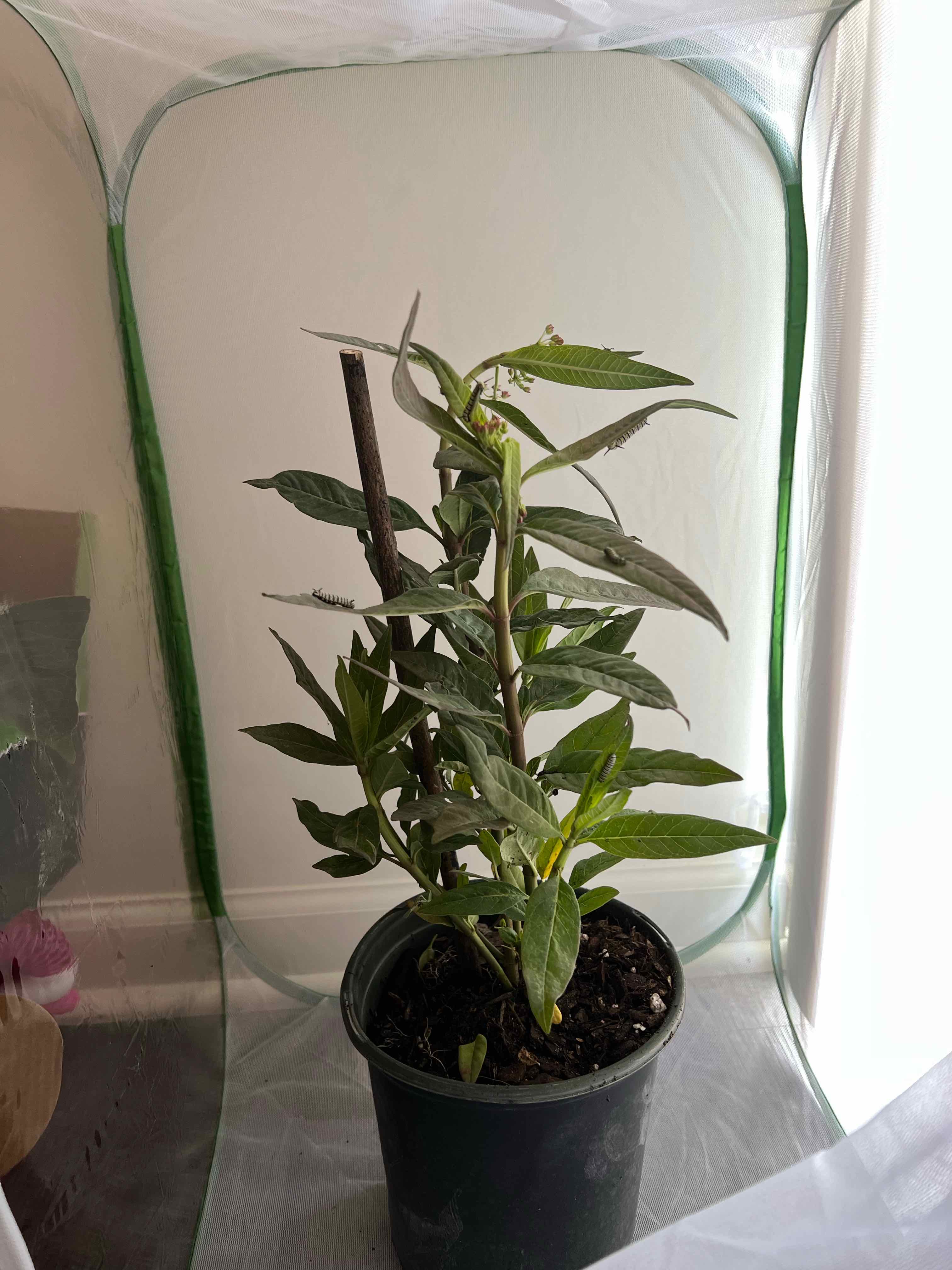 Potted Scarlet Milkweed plant in a protective enclosure, appearing healthy.