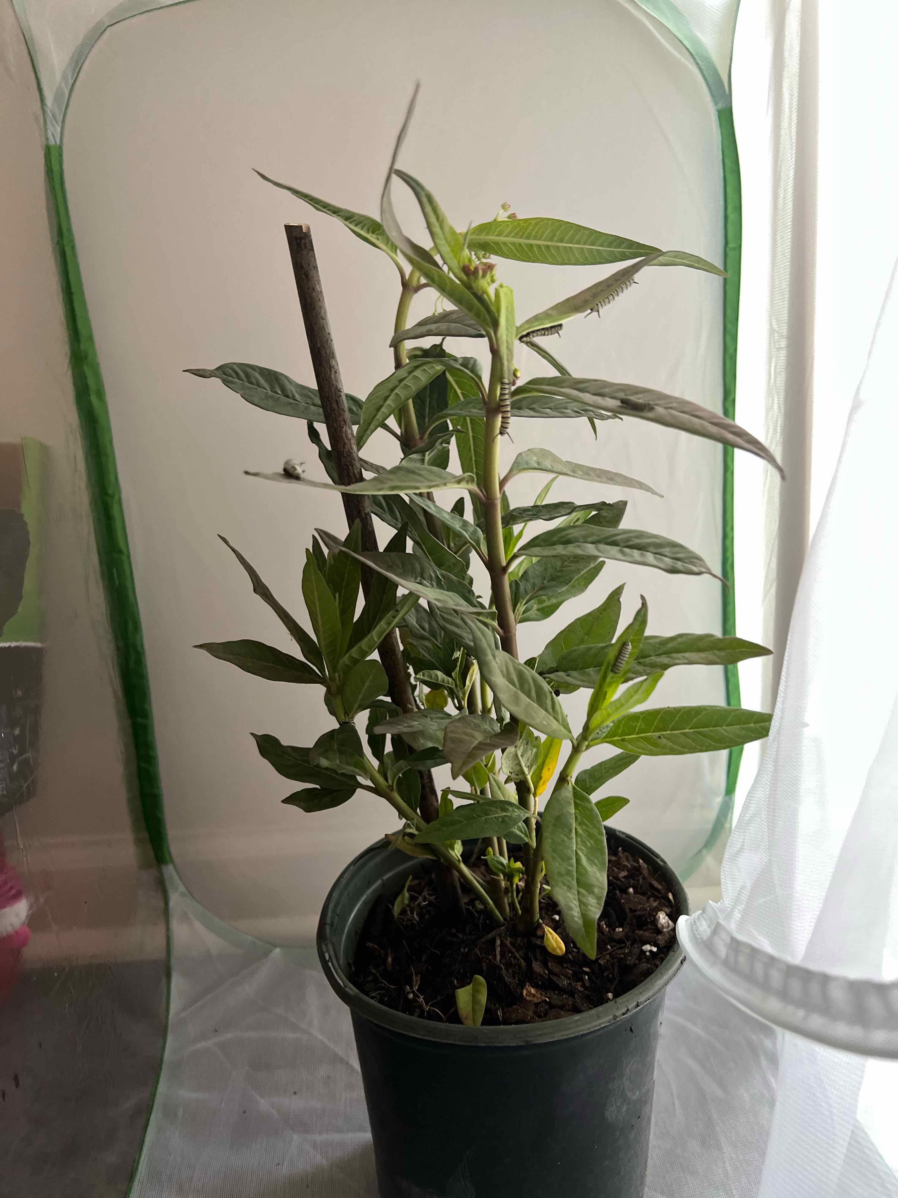 Potted Scarlet Milkweed plant with green leaves, well-framed and centered.
