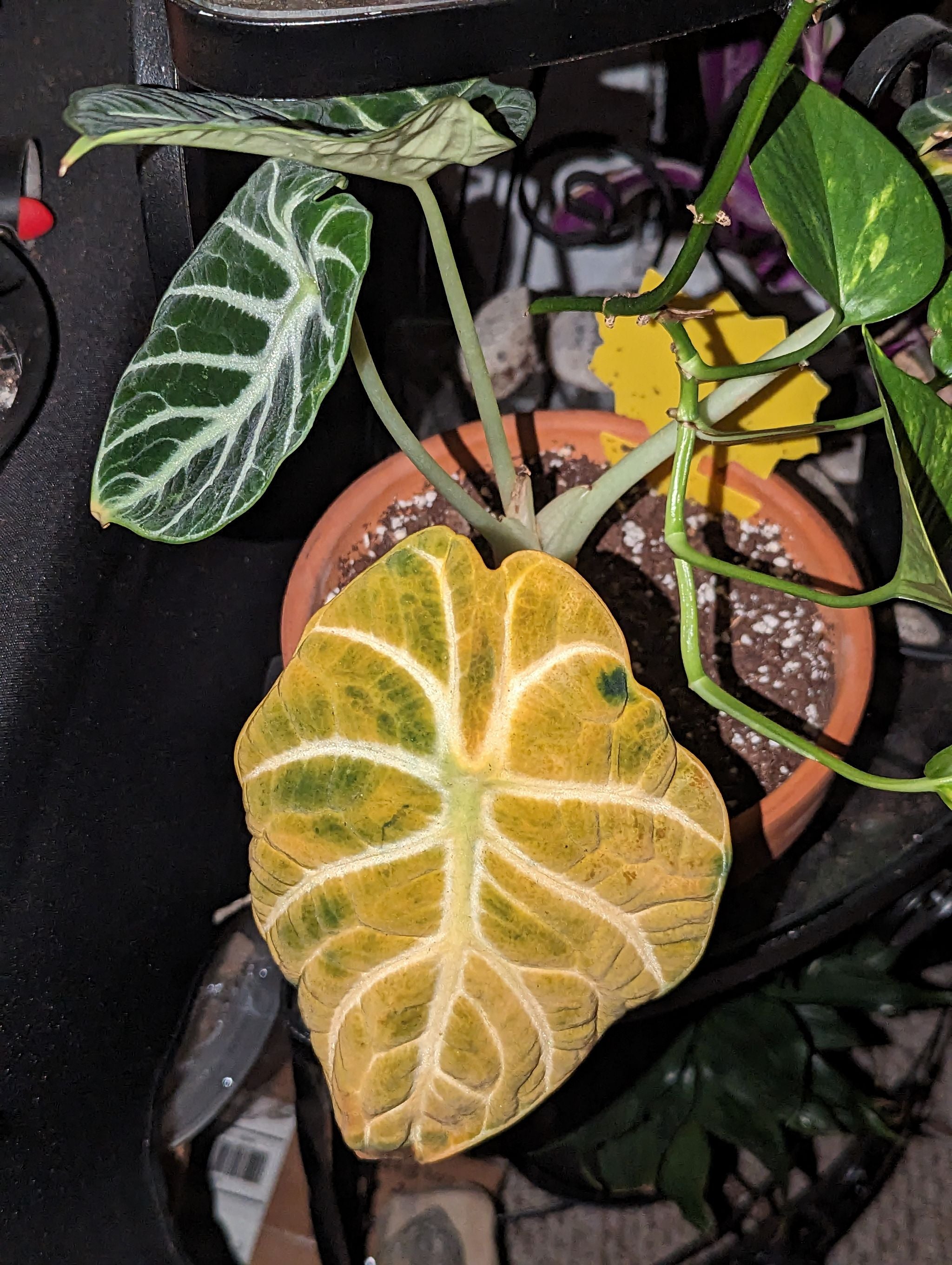 Why Are There Black Spots on My Alocasia 'Ninja' Leaves?