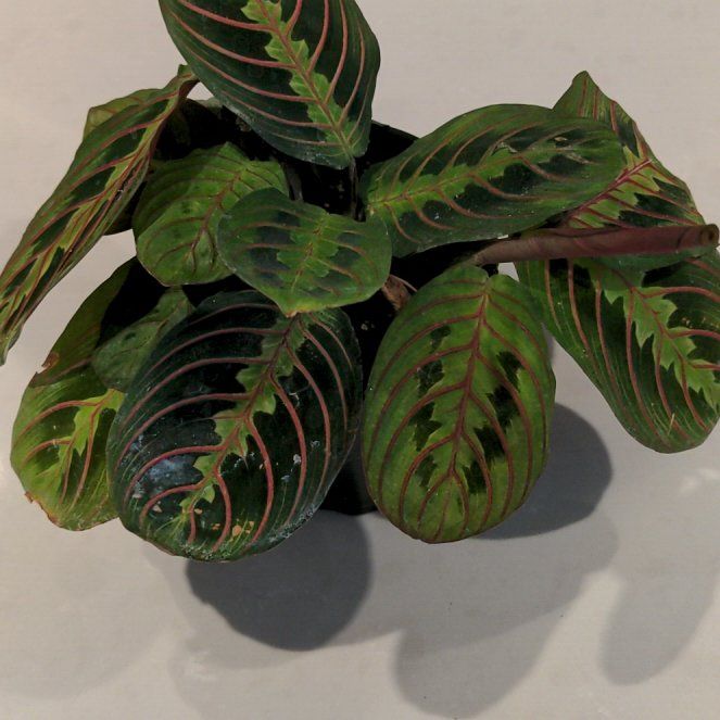 Photo of the plant species Red Prayer Plant by @AdmirableGray named Emerson on Greg, the plant care app