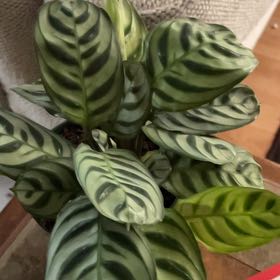 Photo of the plant species calathea by @GreenBeTheGuide named Willow on Greg, the plant care app