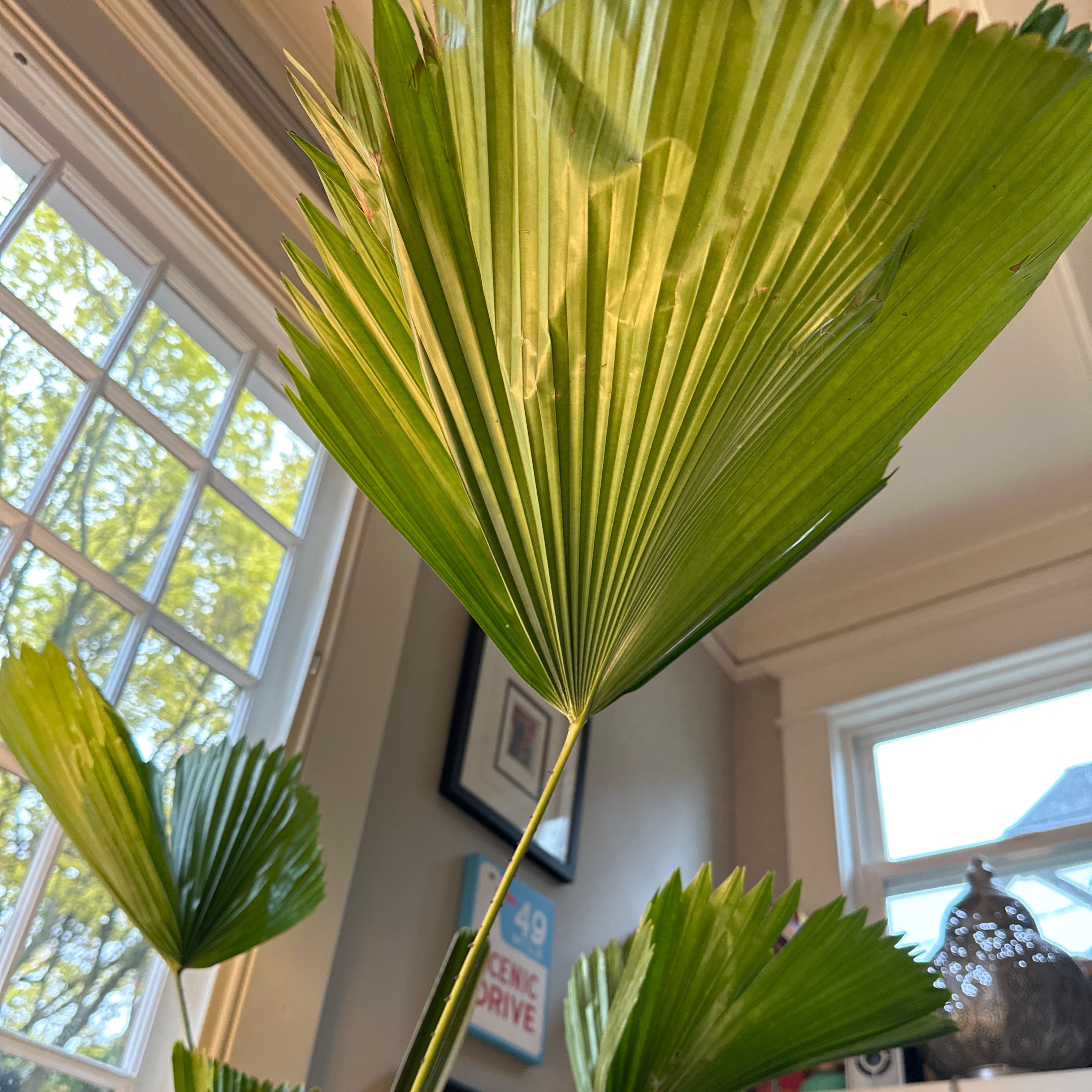 Photo of the plant species Elegant Fan Palm by @alauraborealis named Palmela on Greg, the plant care app
