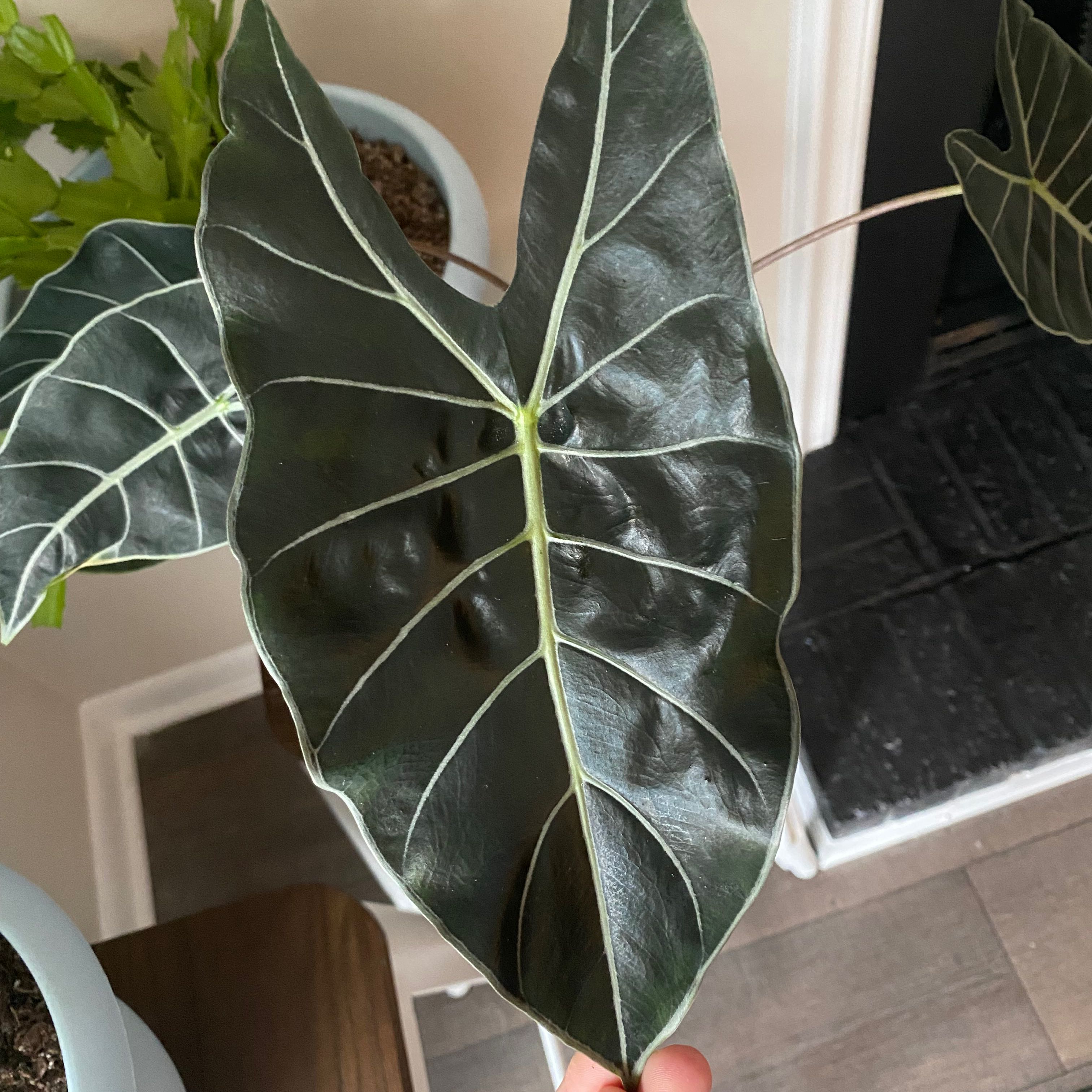 Close-up of a healthy Alocasia longiloba leaf with dark green color and white veins.