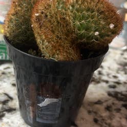 Lady Finger Cactus 'Copper King' plant