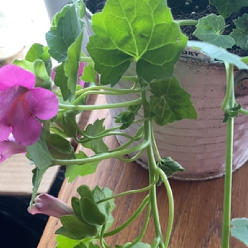 Photo of the plant species Creeping Gloxinia by @ToughFlatpea named Homer on Greg, the plant care app