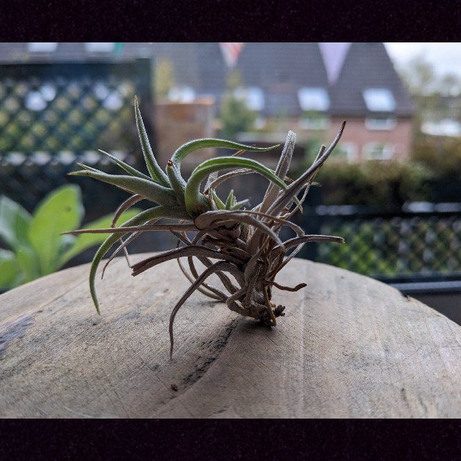 Photo of the plant species Tillandsia albida by @raphael named Tally on Greg, the plant care app