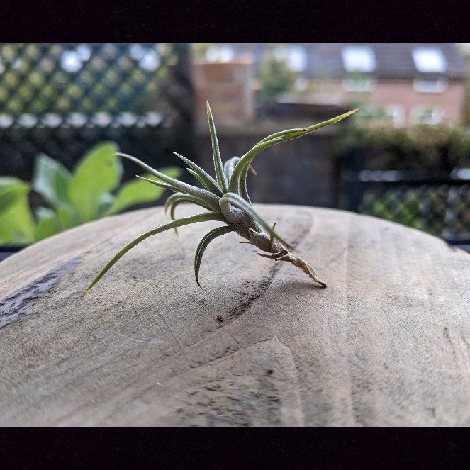 Photo of the plant species Tillandsia albida by @raphael named Tilly on Greg, the plant care app