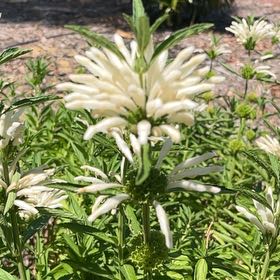 Photo of the plant species Lion's Ear by @WinBlackbent named Drake on Greg, the plant care app