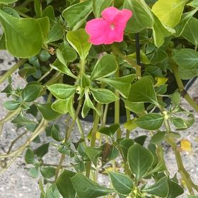 Photo of the plant species Impatiens Wallriana by @AceBloodroot named Marley on Greg, the plant care app