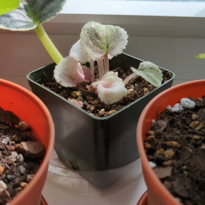 Photo of the plant species Variegated African Violet by @SuperbJiaogulan named Rihanna on Greg, the plant care app