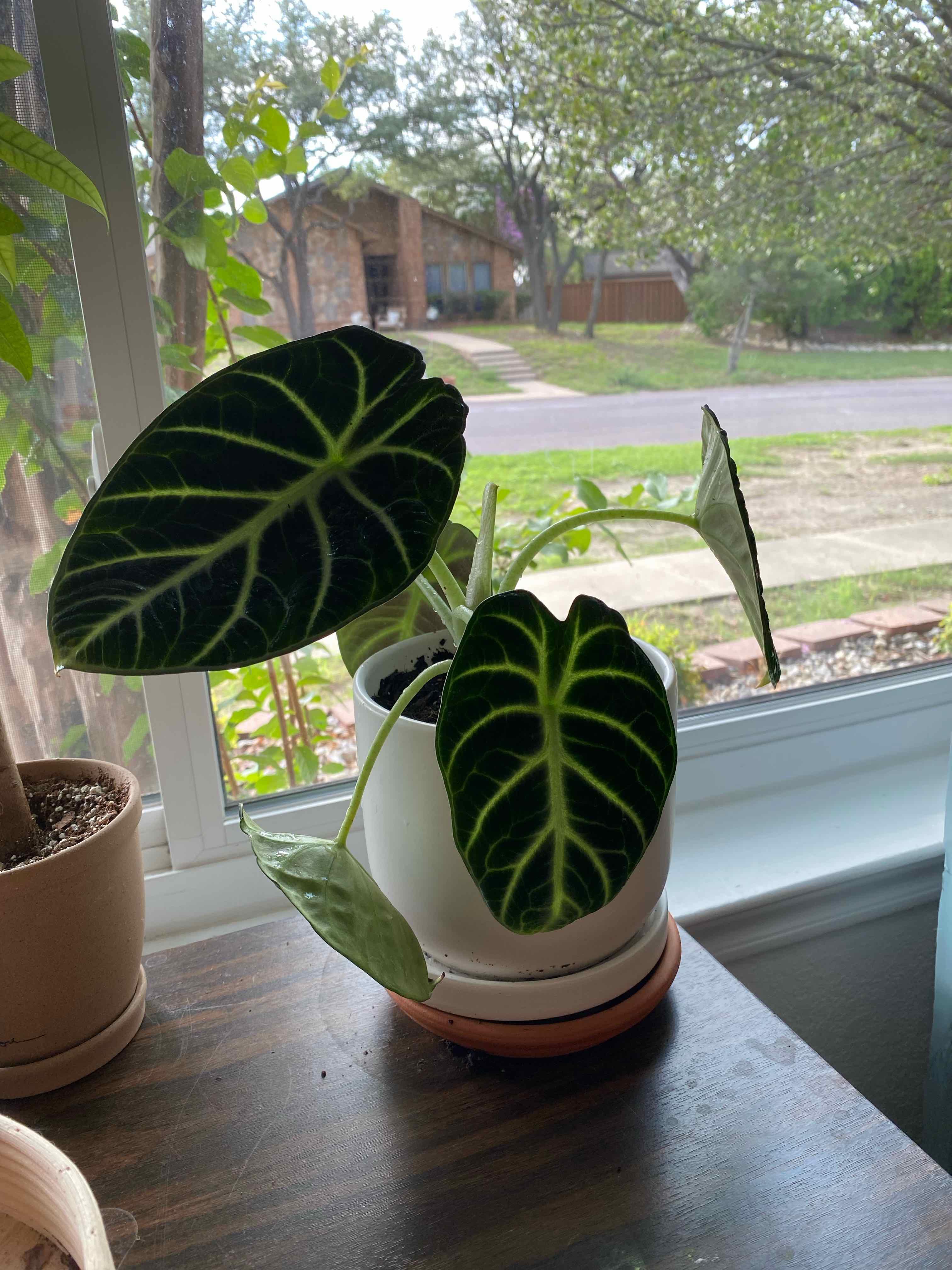 Healthy Alocasia Ninja plant with dark green leaves and white veins on a windowsill.