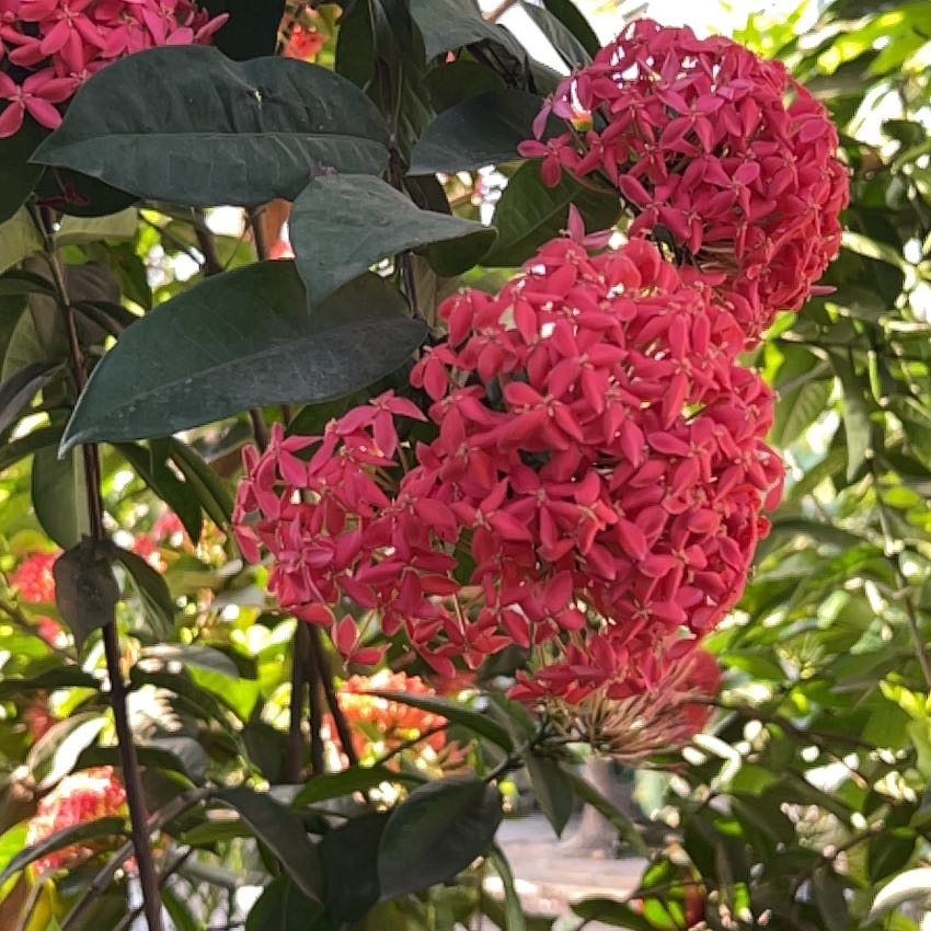 Flame of the Woods plant with vibrant red flower clusters and healthy green leaves.