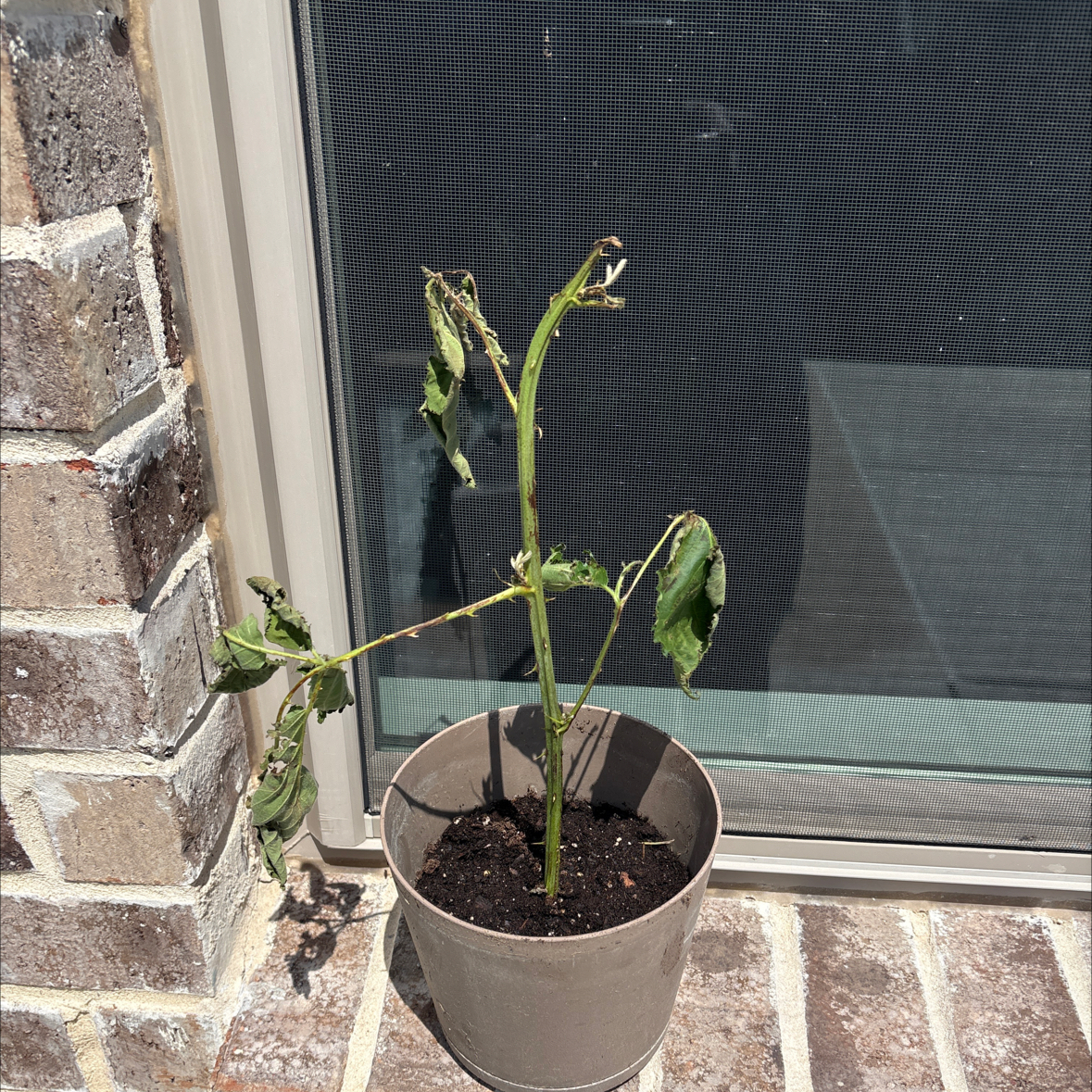 Photo of the plant species Rubus Allegheniensis by Alex named Oh Shit on Greg, the plant care app