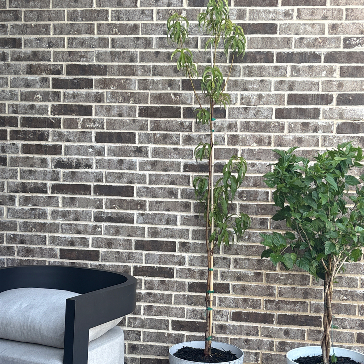 Photo of the plant species Peach Tree by @KingAlbo named Georgia on Greg, the plant care app