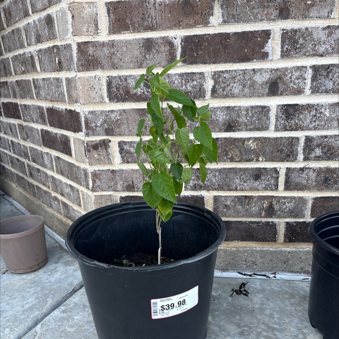 Photo of the plant species White Mulberry by @KingAlbo named Larry on Greg, the plant care app