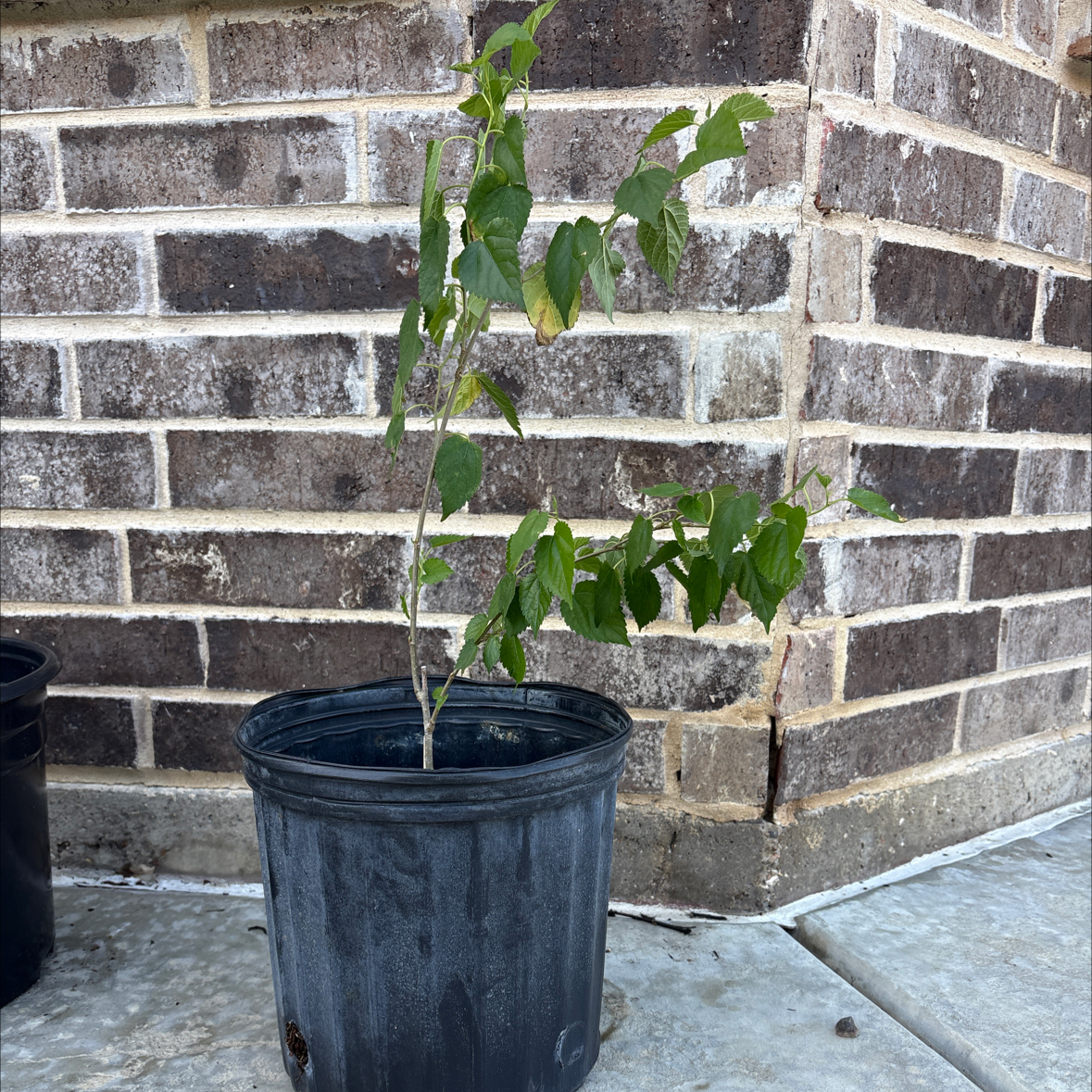 Photo of the plant species White Mulberry by @KingAlbo named Moe on Greg, the plant care app