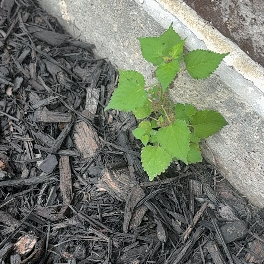 Photo of the plant species Crabweed by Alex named Emerson on Greg, the plant care app