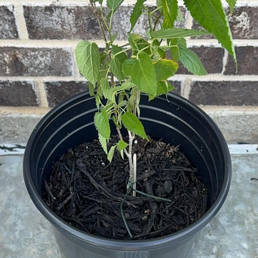 Photo of the plant species White Mulberry by @KingAlbo named Curly on Greg, the plant care app