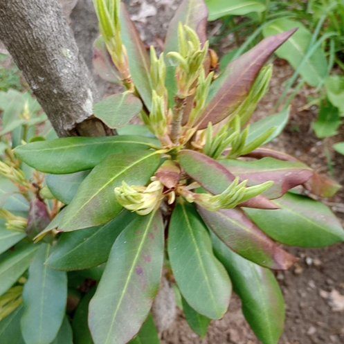Photo of the plant species Coast Rhododendron by @PurelySeastock named Captain Plant-it on Greg, the plant care app