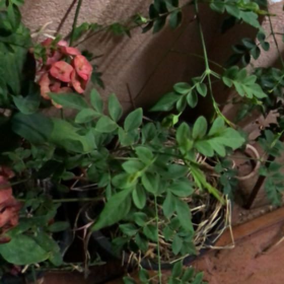 Photo of the plant species Jasmine 'De Grasse' by @GuruSeaspurge named Captain Plant-it on Greg, the plant care app