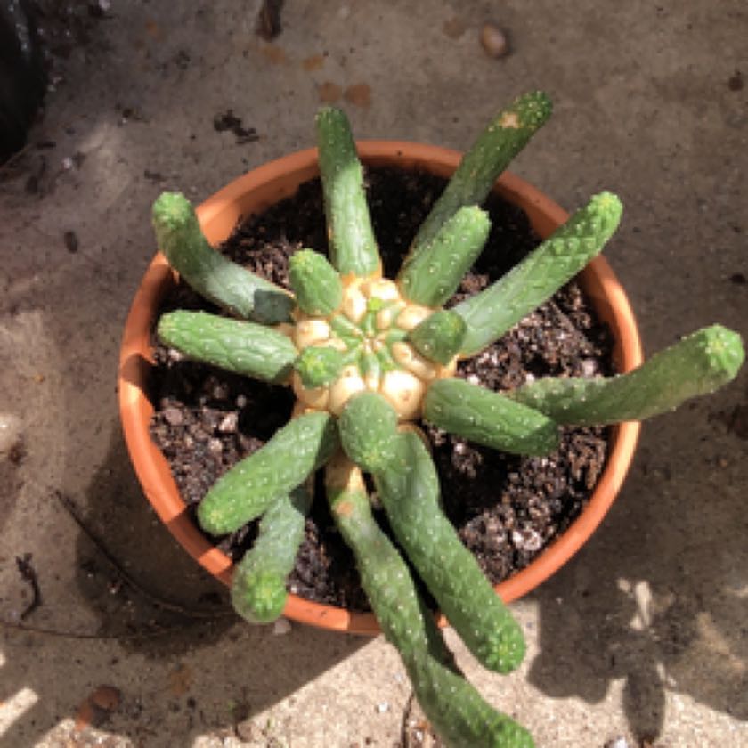 Photo of the plant species The True 'Vingerpol' by @FancyGreen named Drake on Greg, the plant care app