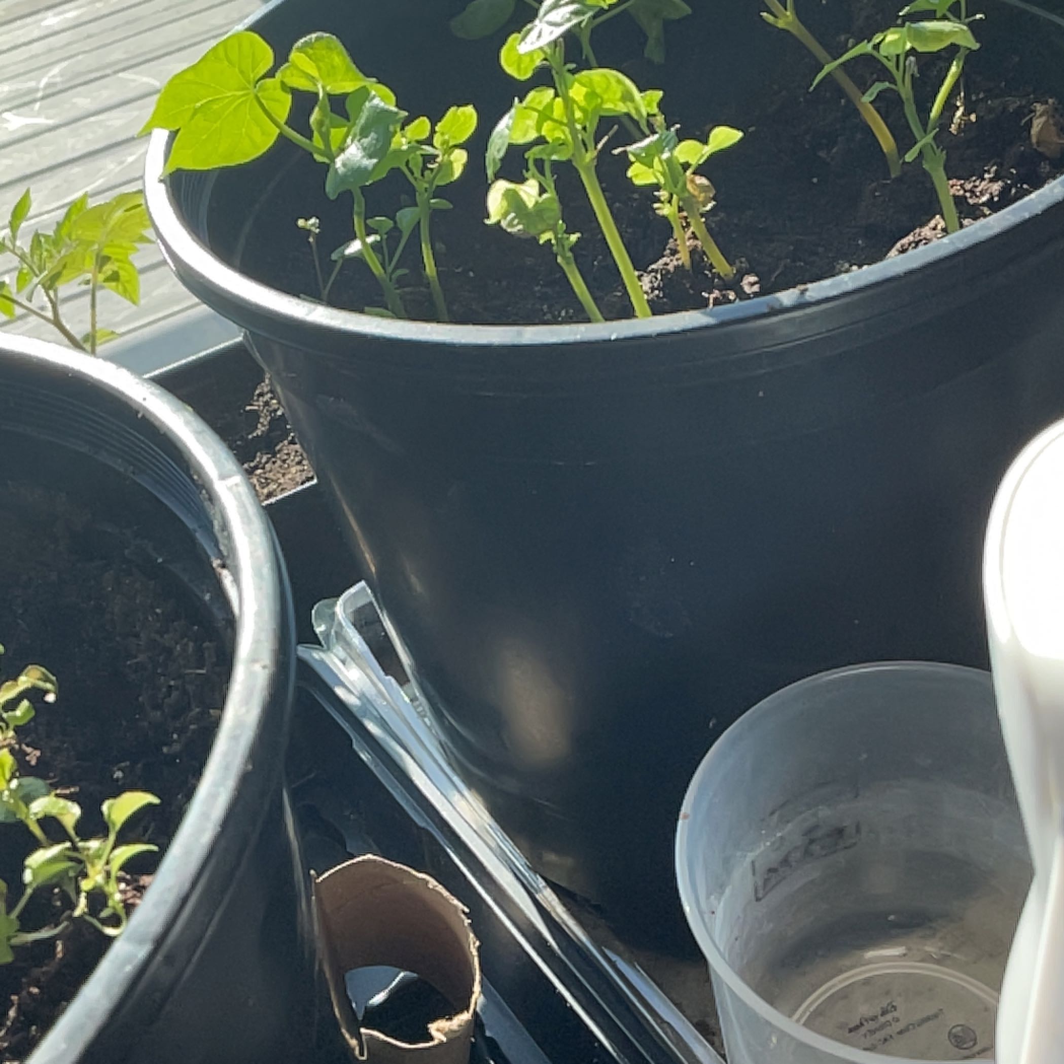 Young Mexican Morning Glory plants in black pots with visible soil.