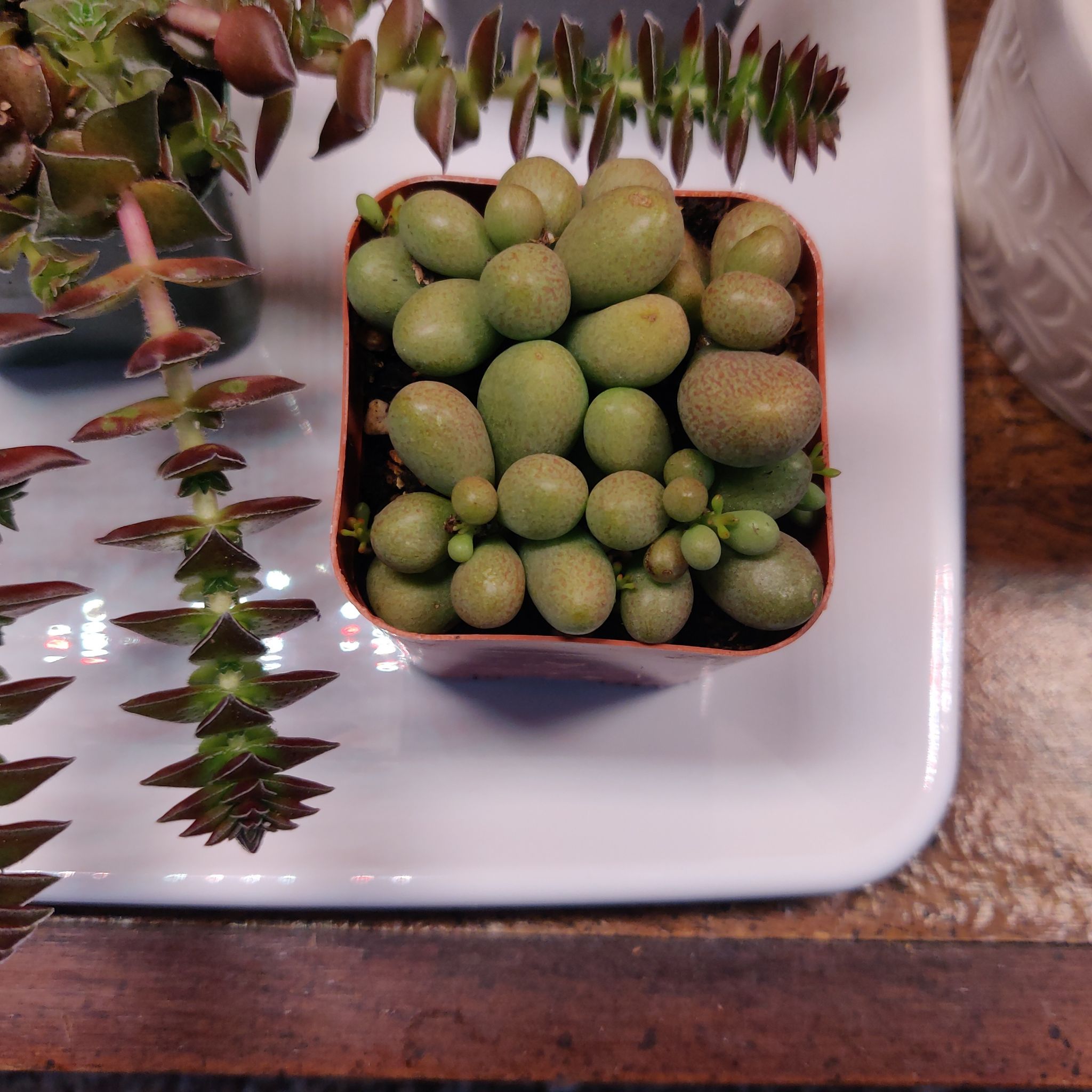 Photo of the plant species Dragon Egg by @StatelyHardpine named Gaga on Greg, the plant care app
