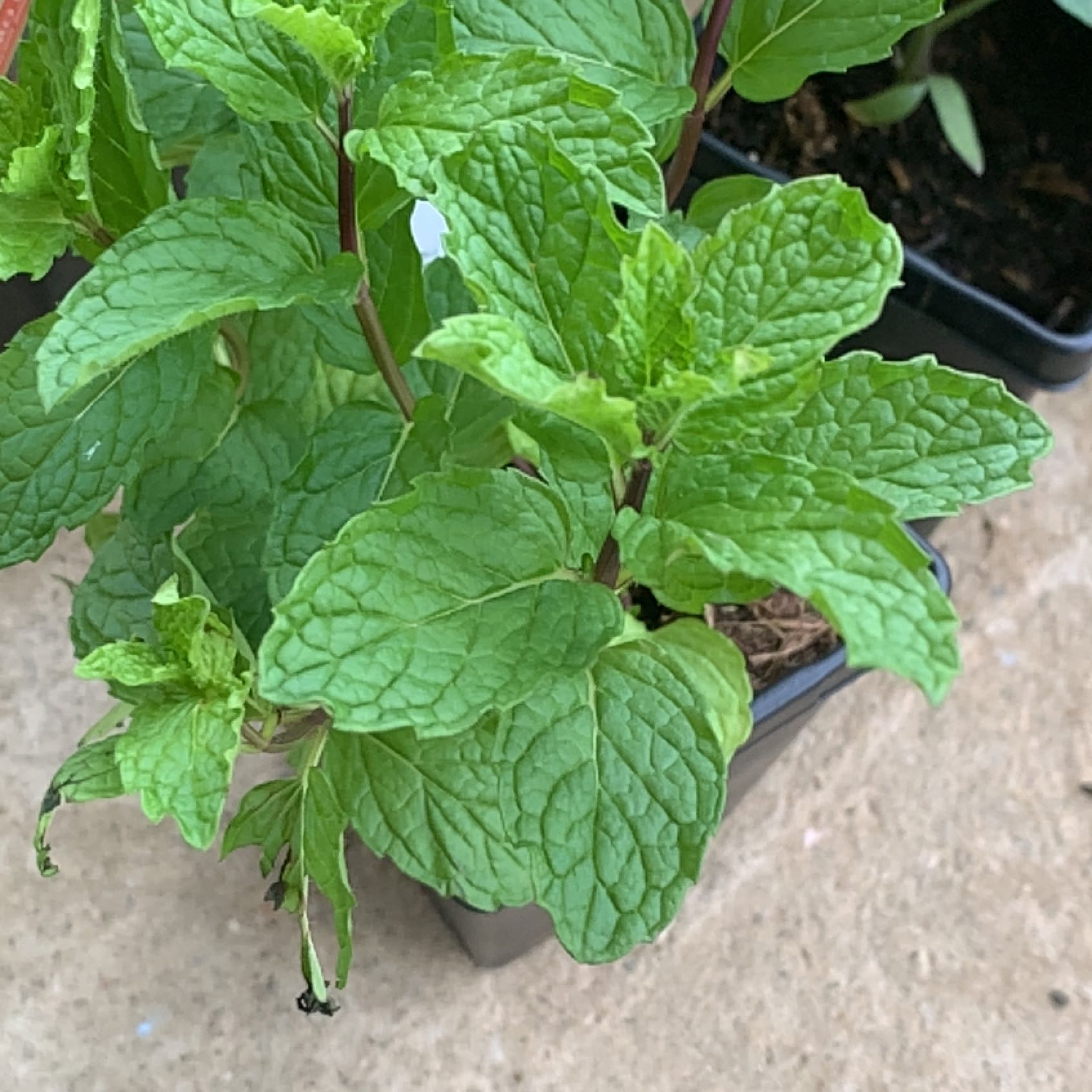 Mojito Mint plant with vibrant green leaves in a pot, partially visible soil.