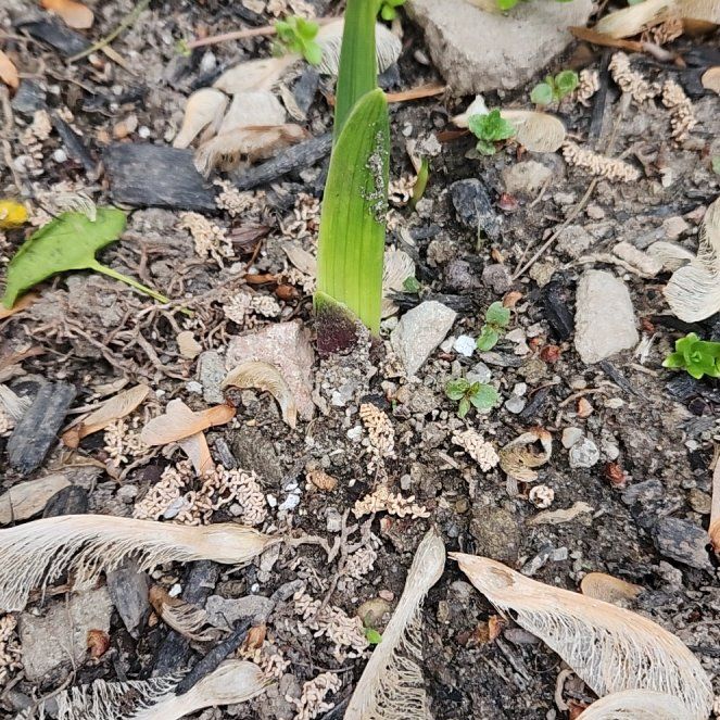 Photo of the plant species Marsh Gladiolus by @RationalTaraire named Osmo on Greg, the plant care app