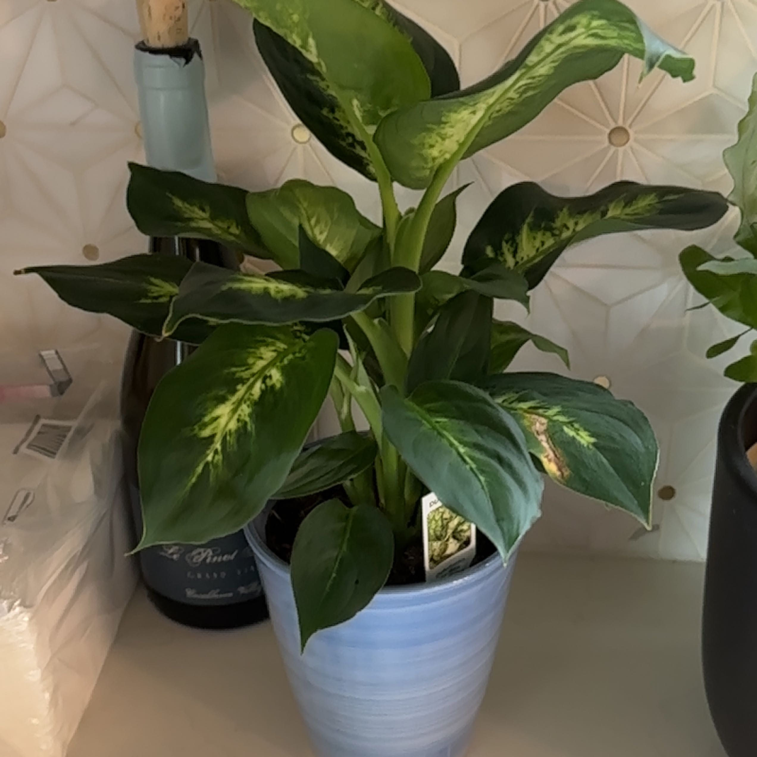 Healthy Dumb Cane plant in a blue pot with vibrant green leaves and characteristic variegation.