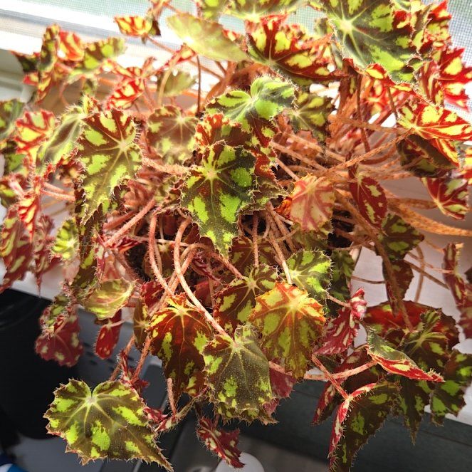 Photo of the plant species Begonia Tiger Paws by @FreshTipa named Scarlett on Greg, the plant care app
