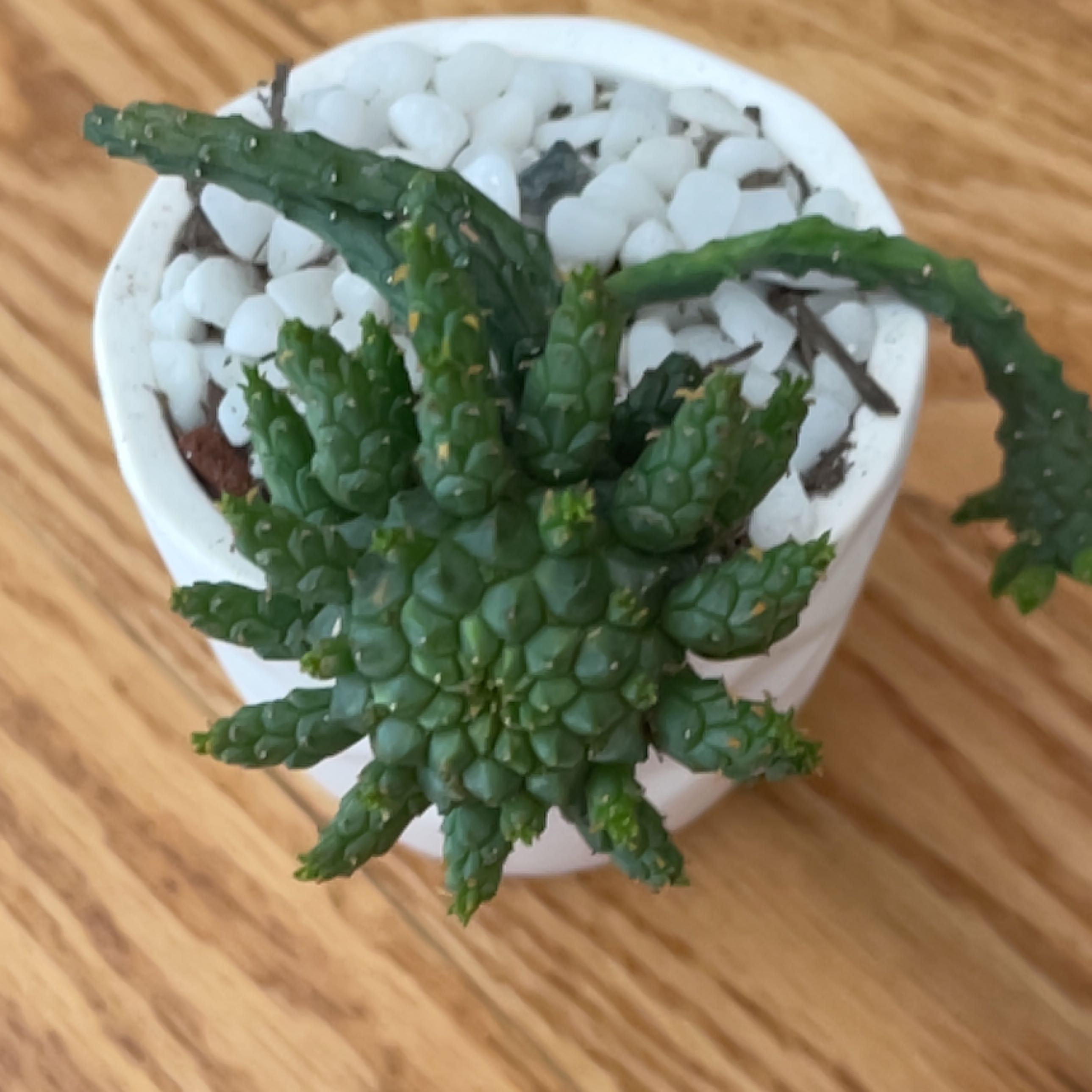 Photo of the plant species medusa cactus by @BigBlueoak named Demi on Greg, the plant care app