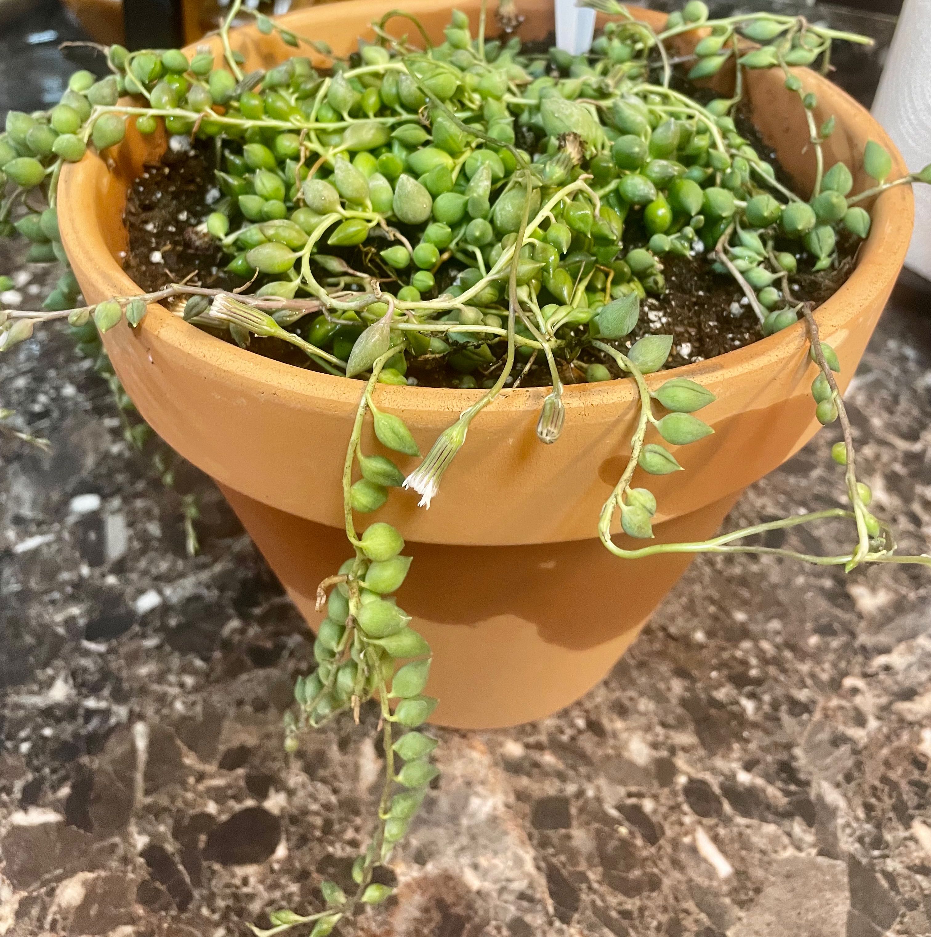 Potted String of Raindrops plant with visible soil and some wilting leaves.