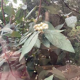 Photo of the plant species Wrinkled Viburnum by @SupernalGarlic named Drake on Greg, the plant care app