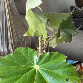 Photo of the plant species Immense Begonia by @RomanticChayote named Beatrice on Greg, the plant care app