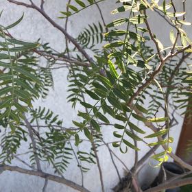 Photo of the plant species Peruvian Peppertree by @FreshFuscia named Sargent on Greg, the plant care app