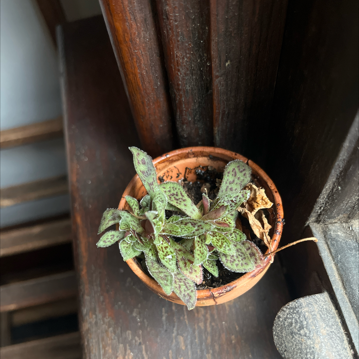 Photo of the plant species Tiger Jade by @SvelteTigerlily named Gretrase on Greg, the plant care app