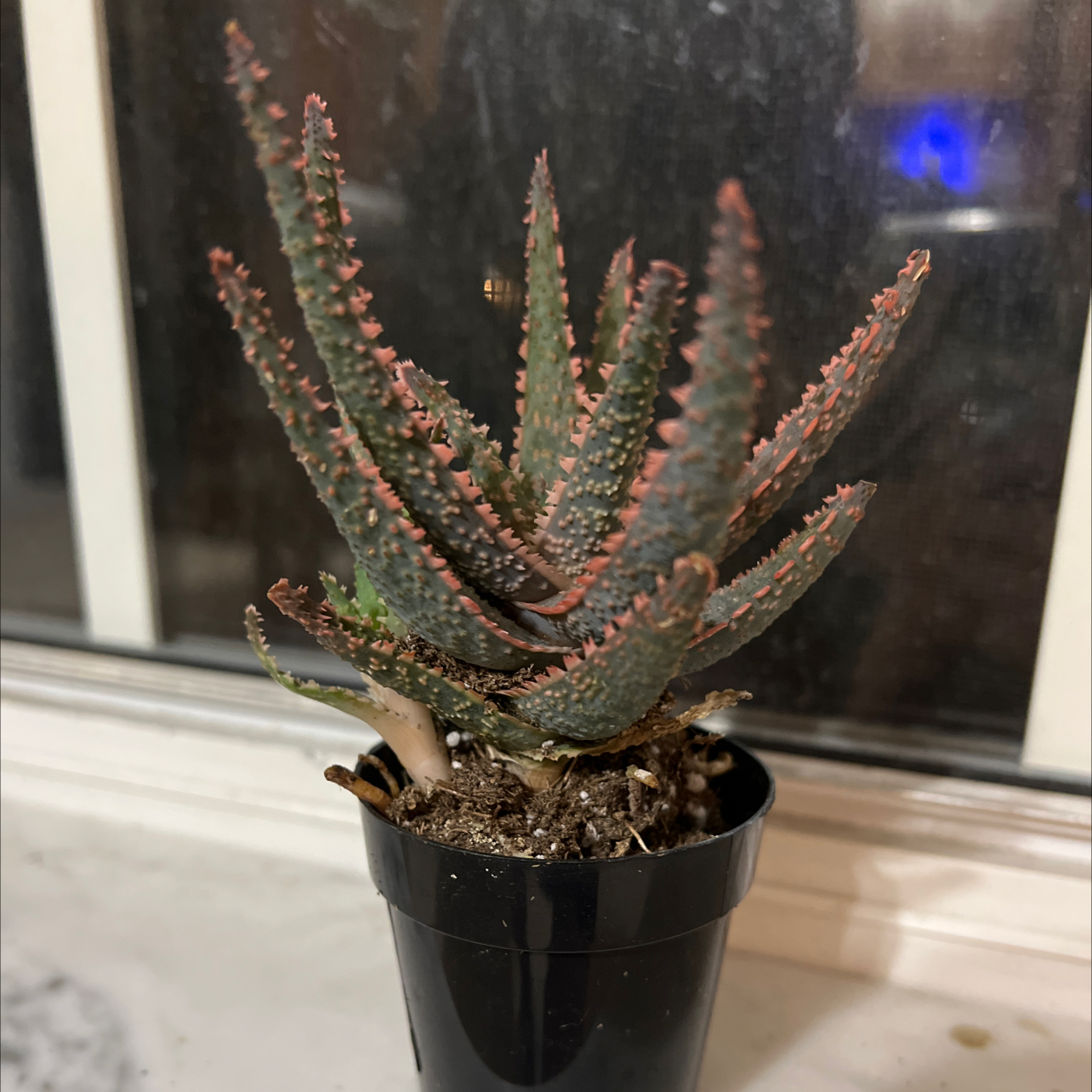 Aloe 'Purple Haze' plant in a black pot, healthy with visible soil.