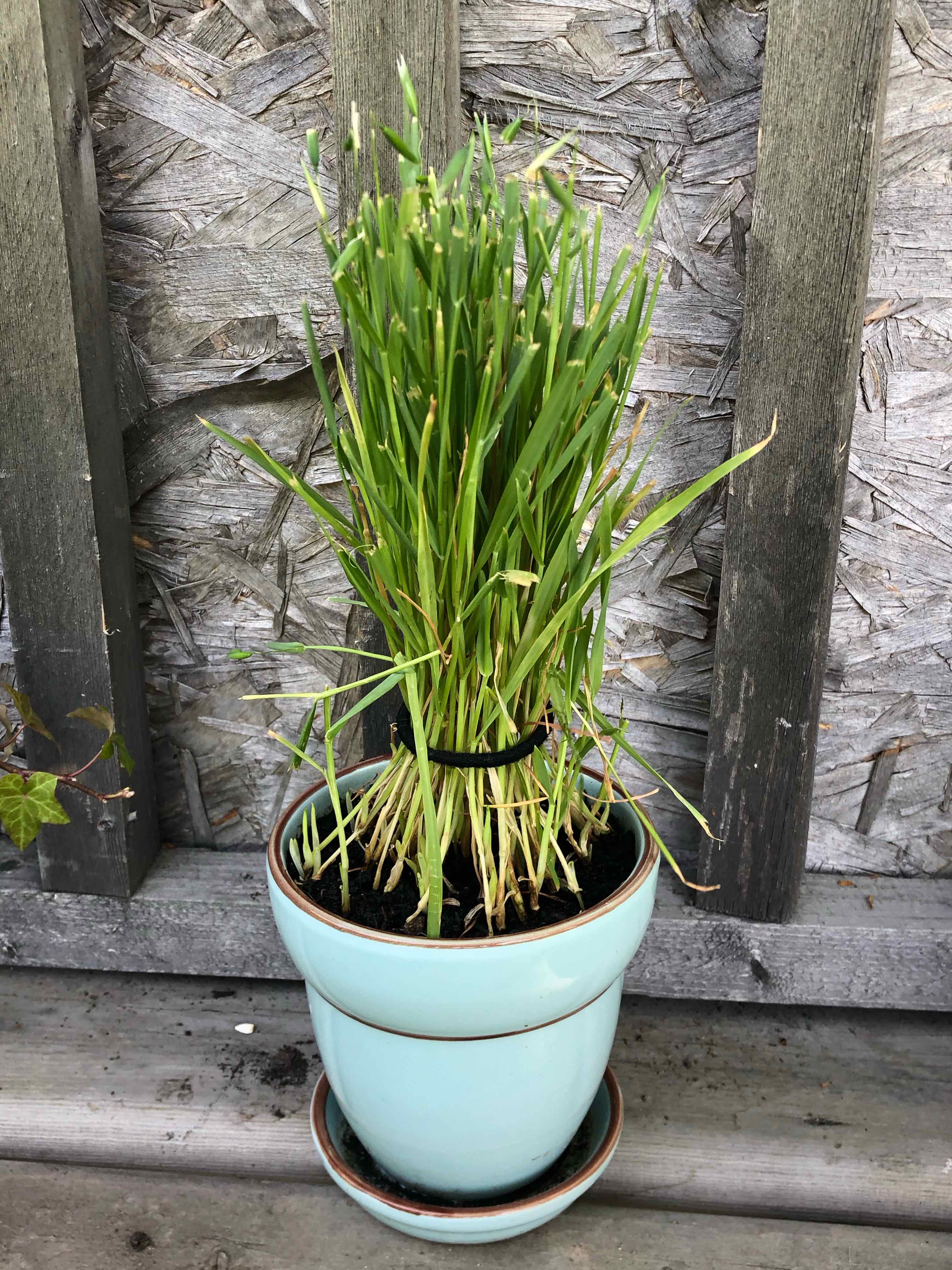 Potted Wheatgrass plant with vibrant green leaves in a blue pot.