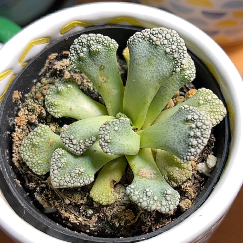 Concrete Leaf Living Stone plant in a small pot with visible soil and minor leaf discoloration.
